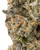 Close up of a dense Sticky Purple cannabis bud displaying forest green leaves woven with yellow-orange pistils, and coated in a frosty layer of crystal trichomes 