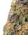 THCa Oregon Trail Indoor Hydro