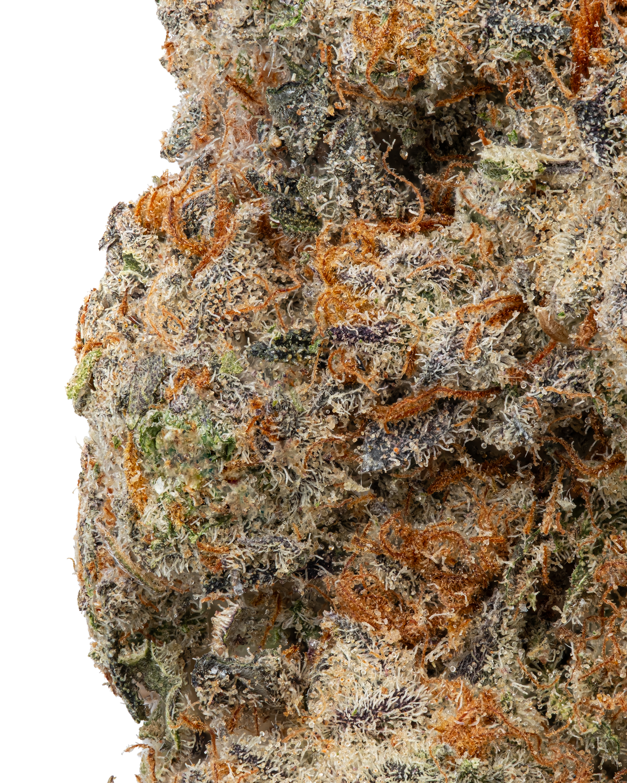 THCa G-13 Indoor Living Soil – Potent Indica Flower | WNC CBD
