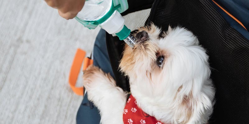 A person gives water from a green-nozzled bottle to a small dog wearing a red bandana with white paw prints, sitting comfortably in a pet carrier or stroller.
