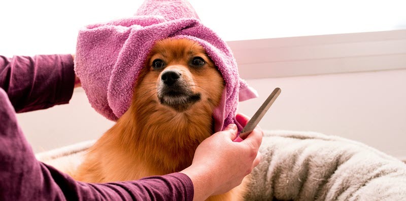 A person dries a small dog with a purple towel while holding a grooming comb, preparing to groom the dog as it sits comfortably in a pet bed.