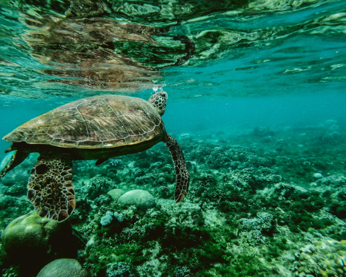 turtle swimming in ocean