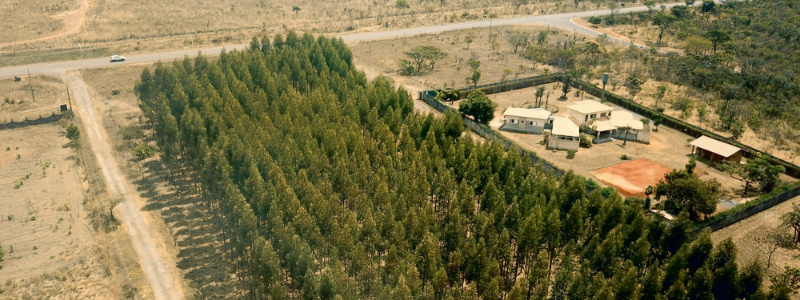 tree farm in remote area with one type of tree, lacking bio-diversity