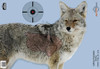 Birchwood Casey Pregame Targets - Coyote 16.5"x24" 3 Pack