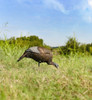 HEN DECOY W/STAKEFLEXTONE THUNDER CHICK FEEDING 