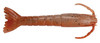 BERK GULP SW 3" SHRIMP 1/2 PINT WHT