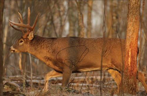 B/C TARGET EZE-SCORER 23X35 WHITETAIL DEER 2 TARGETS