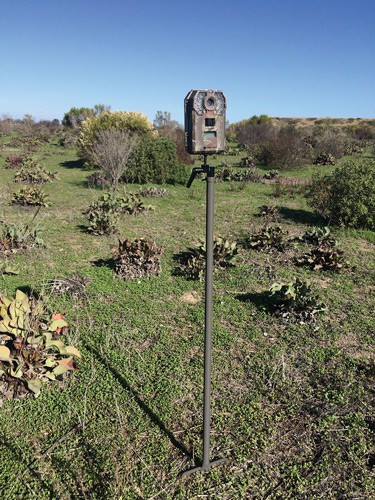 STICK 34" HIGH STEELSTEALTH CAM TRAIL CAM MOUNTING 