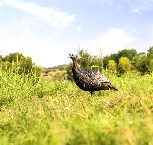 STRUT DECOY W/STAKEFLEXTONE THUNDER JAKE 1/4 