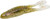 ZOOM HORNY TOAD 5BG WTM RED PEARL