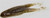 ZOOM HORNY TOAD 5BG WTERMELON SEED