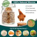 Euchirus 11 LB Dried Mealworms