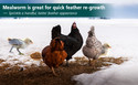 Euchirus 24LBS Non-GMO Dried Mealworms for Wild Bird Chicken Fish,High-Protein,Large Meal Worms.