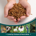 Euchirus 24LBS Non-GMO Dried Mealworms for Wild Bird Chicken Fish,High-Protein,Large Meal Worms.