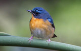 Are dried mealworms good for Bluebirds?