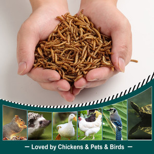 Euchirus Dried Mealworms for Chickens & Wild Birds