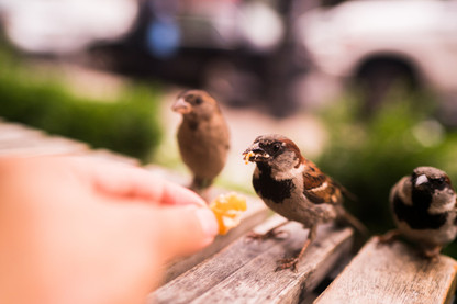 5 REASONS TO SERVE DRIED MEALWORMS