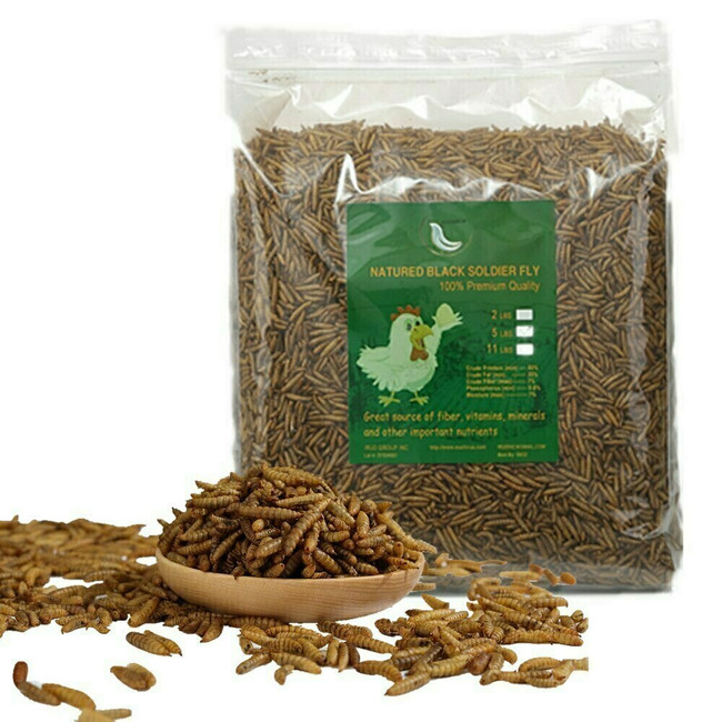 Euchirus 24LB Black Soldier Fly Larvae Superior to Dried Mealworms for Chickens - Non-GMO - Treats for Chickens Hedgehog Hamster Fish Reptile Turtles Euchirus 24LB Black Soldier Fly Larvae Superior to Dried Mealworms for Chickens - Non-GMO - Treats for Chickens Hedgehog Hamster Fish Reptile Turtles