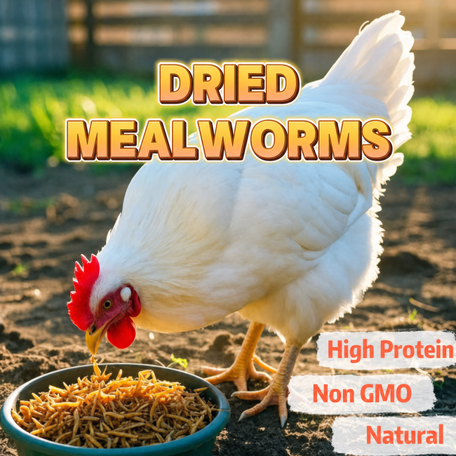 Euchirus Dried Mealworms for Chickens & Wild Birds