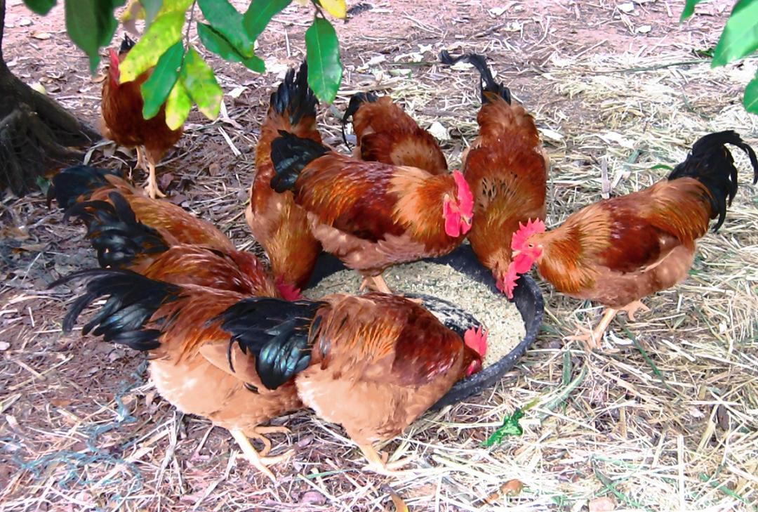 Why You Should Be Feeding Mealworms to Chickens euchirus
