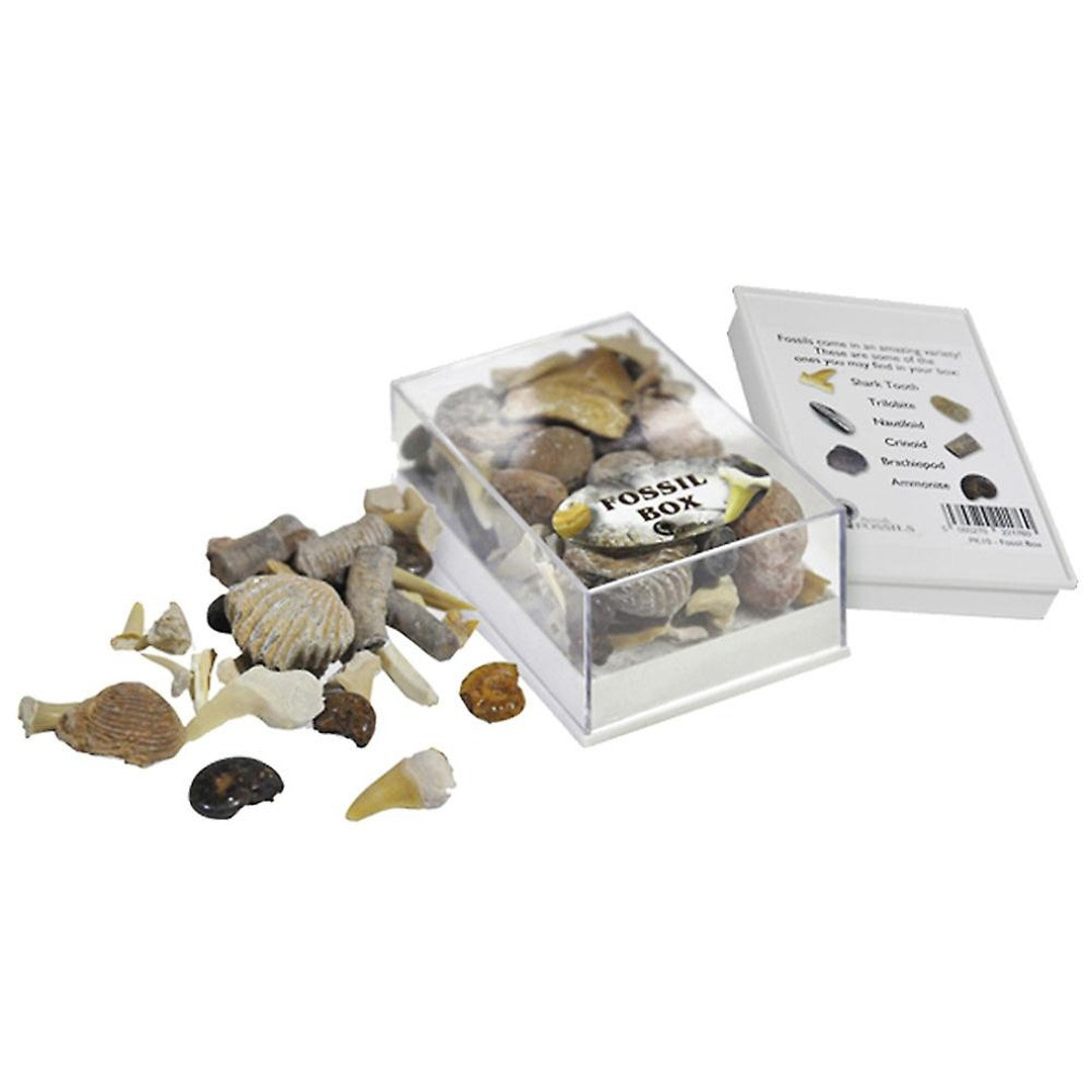 British Fossils Fossil Box Pack