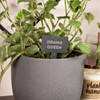Plant Tags Slate Plant Makers Stakes Baum Designs