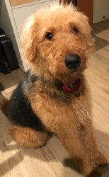 A Recent Adventure in Rescue - Airedales In Need 