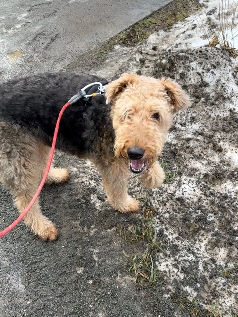 An Airedale Terrier standing and raising her front paw