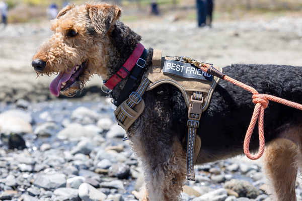 Abby the Airedale on an adventure