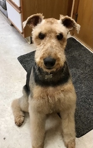 A picture of a Airedale Terrier sitting