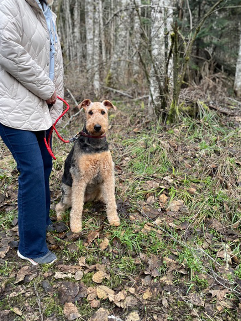 an Airedale sitting while on a walk in the woods