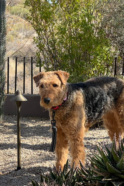 A picture of an Airedale standingin a dessert landscape