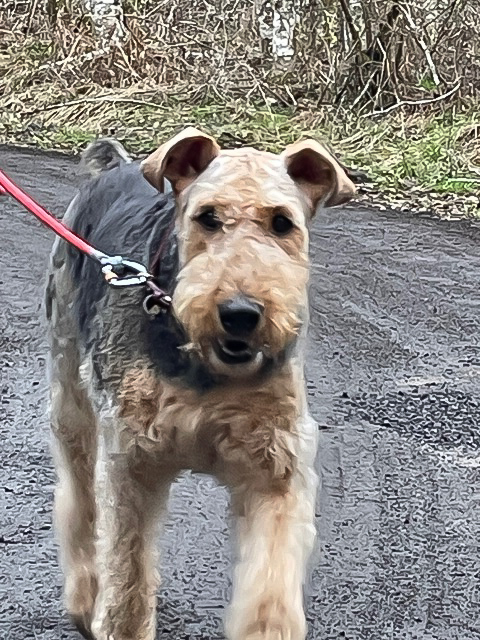 A picture of an Airedale Terrier on a walk