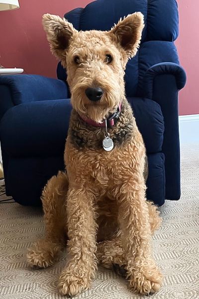 Airedale Terrier An Airedale Terrier sitting
