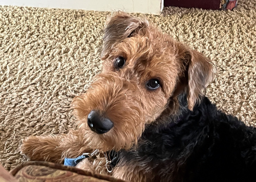 Bridget the Airedale An Airedale Terrier at Rest