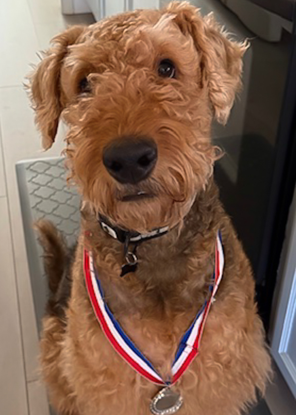 A picture of an Airedale Terrier with a ribbon and medal around his neck