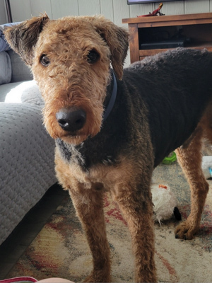 otis-the-airedale1.jpg