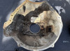 Used 225 V6 bellhousing #49, #9774035