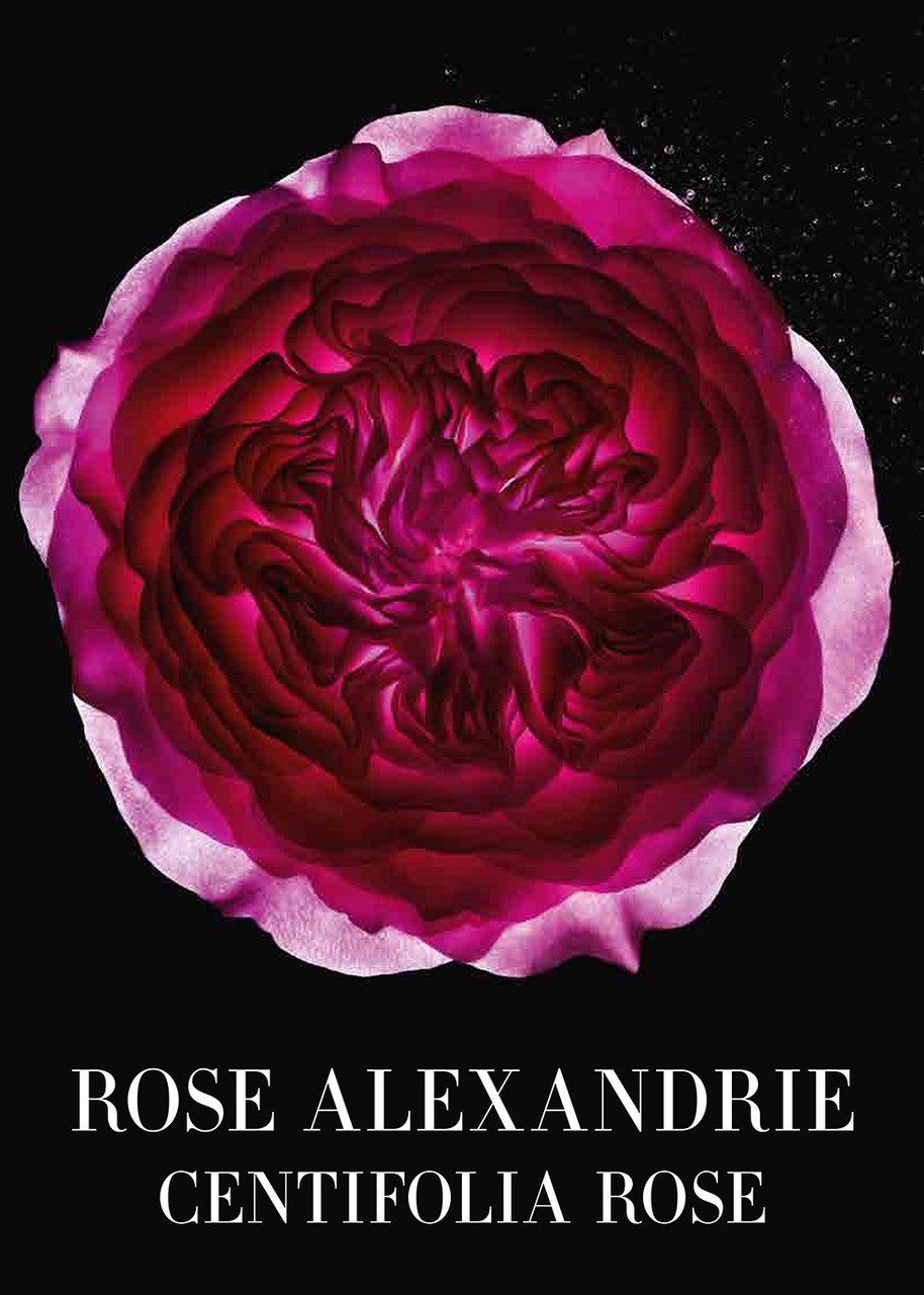 ARMANI BEAUTY Privé Rose Alexandrie Eau De Toilette 100ml | Harvey