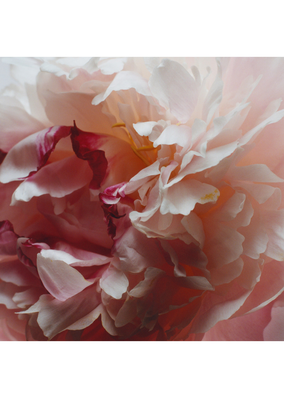  Jo Malone London Peony & Blush Suede Diffuser Refill 