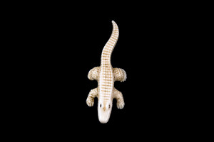 This is a beautiful hand carved eco-ivory Alligator Statue.  The dimensions of the Alligator Statue are 1.09" x .43" x 3.11".  The SKU is C-38.

This unique Alligator Statue statue will make a great addition to any room in the house.  You can place it on any flat surface to diplay, or a great gift for children to have.

All statues are hand carved in clay.  We then make a mold of the original piece before producing them into the final acrylic resin product with an antique finish.