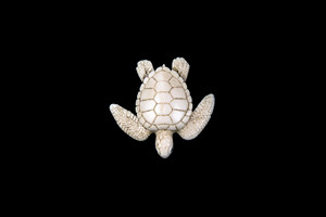 This is a beautiful hand carved eco-ivory Sea Turtle Statue.  The dimensions of the Sea Turtle Statue are 2.09" x 0.63" x 2.07".  The SKU is C-27.

This unique Sea Turtle Statue statue will make a great addition to any room in the house.  You can place it on any flat surface to display, or a great gift for children to have.

All statues are hand carved in clay.  We then make a mold of the original piece before producing them into the final acrylic resin product with an antique finish.