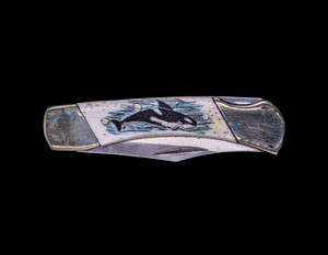This sharp hand etched Orca/Killer Whaler colored design on a 440 Stainless Steel Blade LB 3 Knife. This beautiful knife is part of the Scrimshaw Collection, with those words laser engraved into the blade.  The LB 3 knifes come with the pictured leather sheath and each scale is made with Bovine Bone.  The LB 3 Knife has bolsters and shackle that are nickel silver with brass pins and liner.  It is a lock blade knife and a very useful pocket knife. The dimensions of the LB 3 Pocket Knife with the blade closed are 2.97" x 0.76" x 0.31".  The blade itself is approximately 2.21" making the width of the knife with an open blade 5.18".  The SKU is LB-3 403OC.

The scrimshaw is inked with black india ink and sealed with renaissance wax, which is used by museums for antique restoration.  It also helps bring out the beauty of the artwork as well as in the cow bone. The knife is water resistant, but not waterproof.