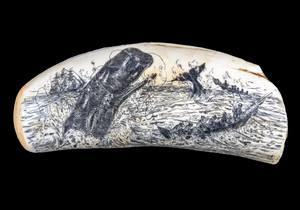 This stunning replica Sperm Whale Tooth is part of the collection at the Nantucket Whaling Museum.  The title of this tooth is called "Sperm Whale At Bay". It is a replica of an Antique Tooth that was originally made by Artek for the Nantucket Whaling Museum.  The scene is of a Sperm Whale hunted by Whaling ships.  The original was etched over 100 years ago.  The reproduced tooth is currently made in our office in Fall River, MA.  The finish is made to recreate the look of an antique tooth.  

This beautiful replica Sperm Whale Tooth weighs 13.51 ounces.  The dimensions are 6.86" x 2.60"x 1.99".  The item number is SP - 01. 

The resin scrimshaw piece is hand etched on corian, which cuts like ivory.  We then make a mold of the original piece and do an open cast pour of our resin mixture.  The pieces are removed from the mold and sanded and inked.

We believe that serving nature is one of the commissions that we as humans have been given here on earth.  We wish to lend our resources to those charged with protecting elephants from poaching for their ivory. 

On a monthly basis we donate to organizations whose purpose to protect the elephants and other species throughout the planet.  We focus our donations on organizations that put the money to good use and have a low overhead. With the majority of incoming funds going back to saving the elephants!  

Features:

Hand Etched Acrylic Resin Scrimshaw 
Made in the USA! 
Sperm Whale Tooth
Resin
Eco-Ivory 
Nautical Design
Sperm Whale At Bay
Whaling Scene
Save the Elephant Collection