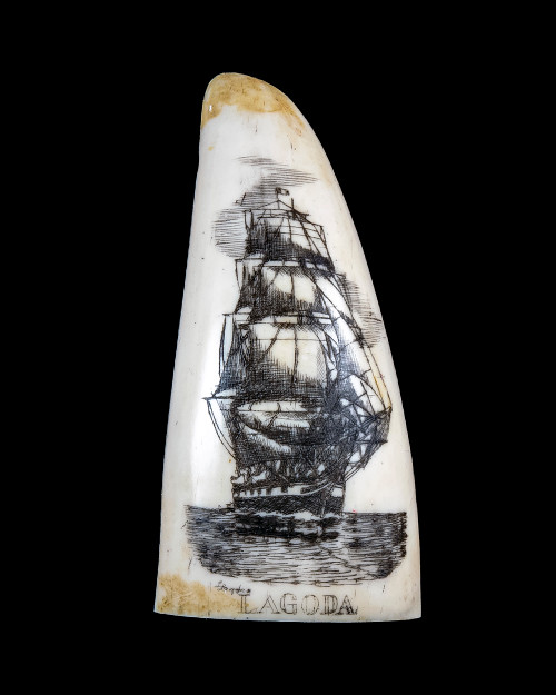 This beautiful replica Small Sperm Whale Tooth with a scrimshaw etching of the Whaling Ship, the Lagoda.  It is a part of the collection at the New Bedford Whaling Museum.  The title of this tooth is called "Lagoda".  The design is of the famous whaling ship, the Lagoda. The original was etched over 100 years ago.  The reproduced tooth is currently made in our office in Fall River, MA. 

The replica Sperm Whale Teeth is finished to give it the appearance of an antique tooth.  It also had ridges and edges similar to that of our real tooth.  This beautiful replica Sperm Whale Tooth weighs 1.62 ounces.  The dimensions are 1.53" x 3.09"x 1.00".  The item number is SP - 02S.  Front of tooth.