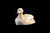 This is a unique hand carved eco-ivory Large Duck Statue. The dimensions of the Large Duck Statue are 1.29" x 1.49" x 2.68".  The SKU is C-59.

This decorative Large Duck Statue will make a great addition to any room in the house.  You can place it on any flat surface to display, or a great gift for children to have.

All statues are hand carved in clay.  We then make a mold of the original piece before producing them into the final acrylic resin product with an antique finish.