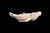 This is a unique hand carved eco-ivory Large Humpback Whale Statue.  The dimensions of the Large Humpback Whale Statue are 2.90" x 1.27" x 4.72".  The SKU is C-9.

This wonderful Large Humpback Whale Statue will make a great addition to any room in the house.  You can place it on any flat surface to display, or a great gift for children to have.

This piece was originally hand carved by Sheryl Tray, an artist located in Hawaii.  The artwork you see here is a memory, captured in clay by Sheryl in her many travels.  The clay original, sculpted in her small studio in Honolulu, is sent to a sent to us to be cast in either metal or resin and presented here for you to enjoy.  Please take a piece home for yourself, or as a present for a special friend who loves and values the great outdoors as much as Sheryl.