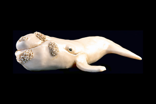 This is a beautiful hand carved eco-ivory Large Right Whale Statue.  The dimensions of the Large Right Whale Statue are 4.07" x 1.73" x 6.25".  The SKU is C-42.

This stunning Large Right Whale Statue will make a great addition to any room in the house.  You can place it on any flat surface to display, or a great gift for children to have.

This piece was originally hand carved by Sheryl Tray, an artist located in Hawaii.  The artwork you see here is a memory, captured in clay by Sheryl in her many travels.  The clay original, sculpted in her small studio in Honolulu, is sent to a sent to us to be cast in either metal or resin and presented here for you to enjoy.  Please take a piece home for yourself, or as a present for a special friend who loves and values the great outdoors as much as Sheryl.