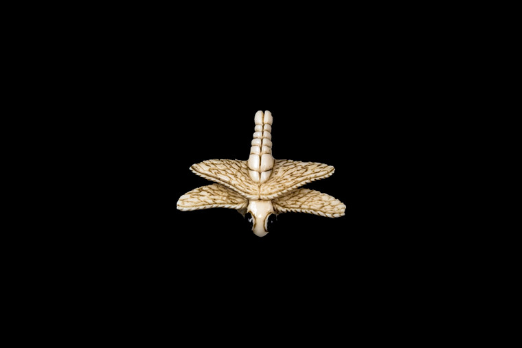 Hand Carved Eco Ivory Dragonfly Statue | F&F Inc.