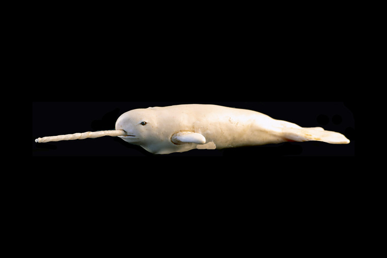 This is a beautiful hand carved eco-ivory Large Narwhal Whale Statue.  The dimensions of the Large Narwhal Whale Statue are 2.48" x 1.12" x 8.12".  The SKU is C-44.

This stunning Large Narwhal Whale Statue will make a great addition to any room in the house.  You can place it on any flat surface to display, or a great gift for children to have.

This piece was originally hand carved by Sheryl Tray, an artist located in Hawaii.  The artwork you see here is a memory, captured in clay by Sheryl in her many travels.  The clay original, sculpted in her small studio in Honolulu, is sent to a sent to us to be cast in either metal or resin and presented here for you to enjoy.  Please take a piece home for yourself, or as a present for a special friend who loves and values the great outdoors as much as Sheryl.